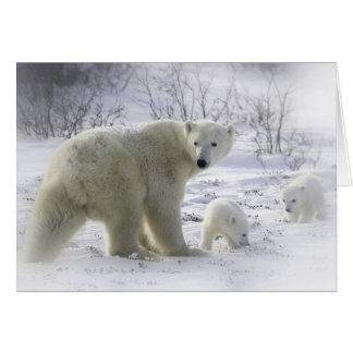 Mother polar bear with young cubs