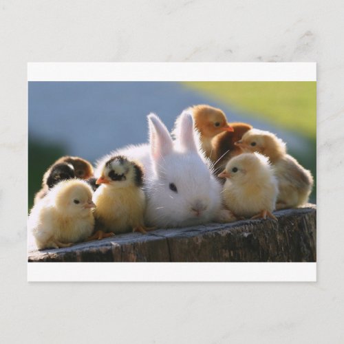 Mother Rabbit Adopts Some Chicks Postcard