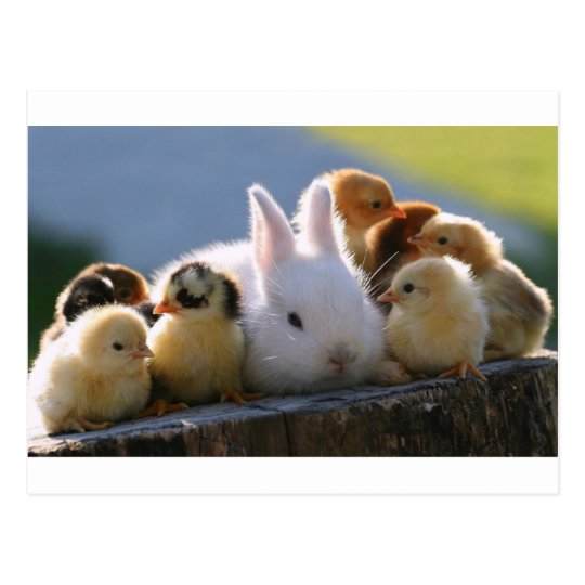 Mother Rabbit Adopts Some Chicks Postcard | Zazzle.com