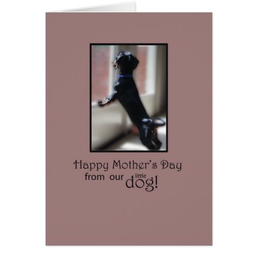 Mothers Day Thanks From Dog Watching Out Window