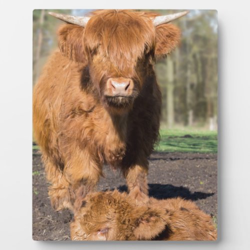 Mother scottish highlander cow near newborn calf plaque