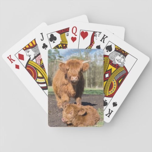 Mother scottish highlander cow near newborn calf poker cards