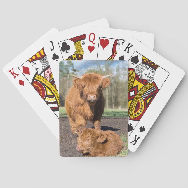 Mother scottish highlander cow near newborn calf poker cards (Back)