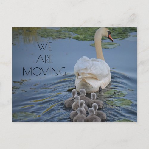 Mother Swan Baby Cygnets Water Change of Address Announcement Postcard