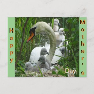 Mother Swan with Babies Mother's Day Postcard