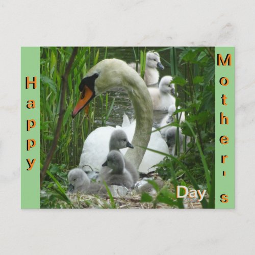 Mother Swan with Babies Mothers Day Postcard