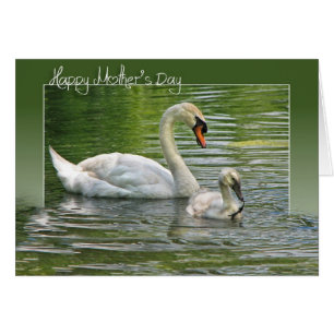 Mother Swan with Cygnet Cards