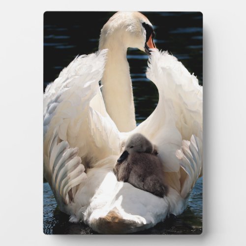 Mother Swan with Cygnets baby swans Plaque