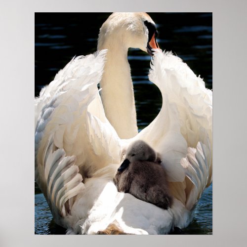 Mother Swan with Cygnets baby swans Poster