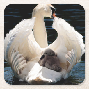 Mother Swan with Cygnets (baby swans) Square Paper Coaster