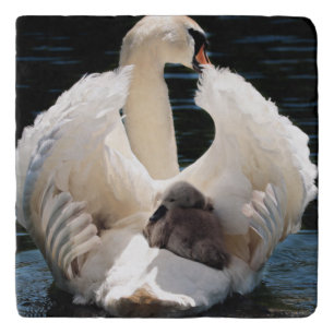 Mother Swan with Cygnets (baby swans) Trivet