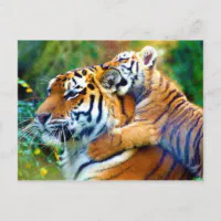 Adorable Baby Tiger Cub on White Postcard