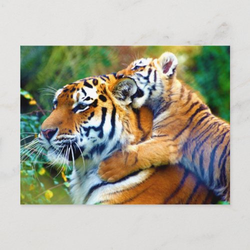 Mother Tiger with Baby Cub Climbing and Biting Ear Postcard