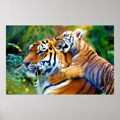 Mother Tiger with Baby Cub Climbing and Biting Ear Poster