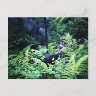 Mother Turkey in Ferns Postcard