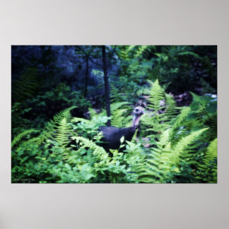 Mother Turkey in Ferns Poster