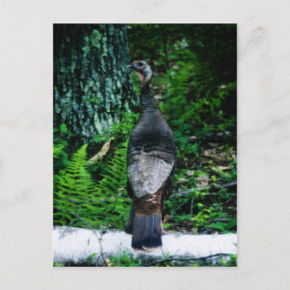Mother Turkey Postcard