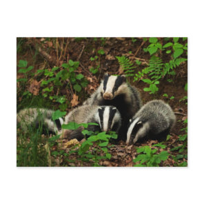 Mother with baby's badger postcard