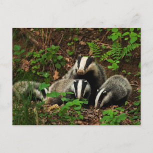Mother with baby's badger postcard