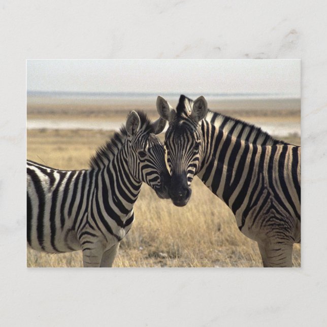 Mother zebra and young zebra postcard (Front)