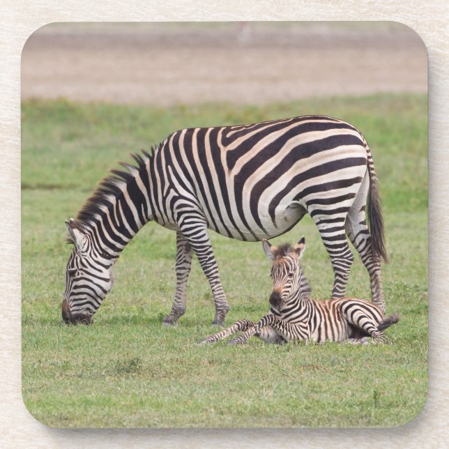 Mother Zebra with Newborn Colt Beverage Coaster (Front)