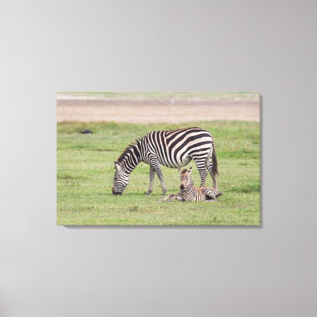 Mother Zebra with Newborn Colt Canvas Print (Front)