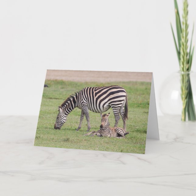 Mother Zebra with Newborn Colt Card (Front)