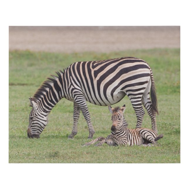 Mother Zebra with Newborn Colt Faux Canvas Print (Front)