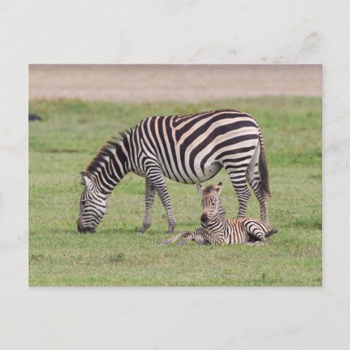 Mother Zebra with Newborn Colt Postcard