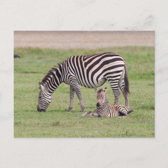 Mother Zebra with Newborn Colt Postcard (Front)