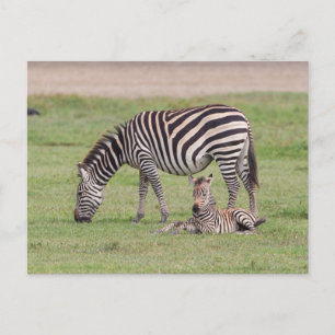 Mother Zebra with Newborn Colt Postcard