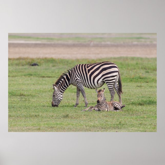 Mother Zebra with Newborn Colt Poster (Front)
