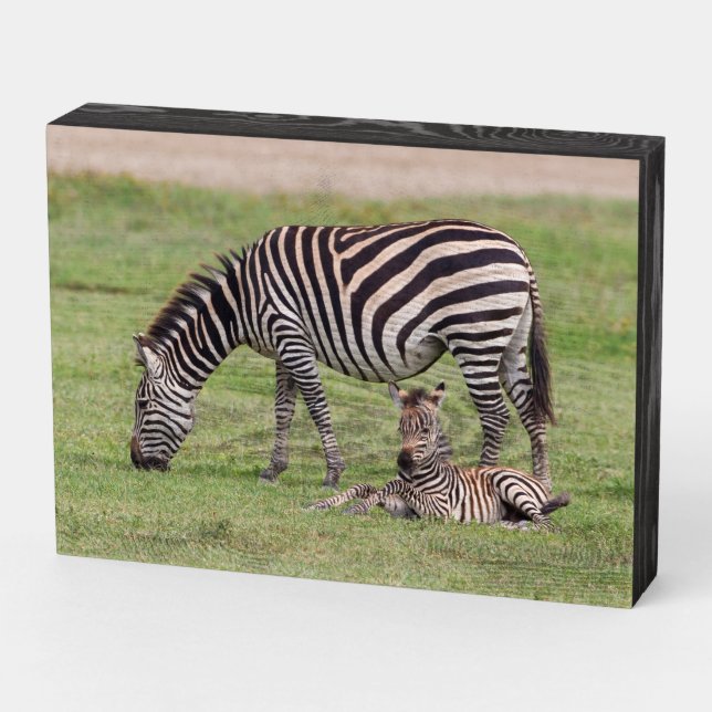 Mother Zebra with Newborn Colt Wooden Box Sign (Angled Horizontal)