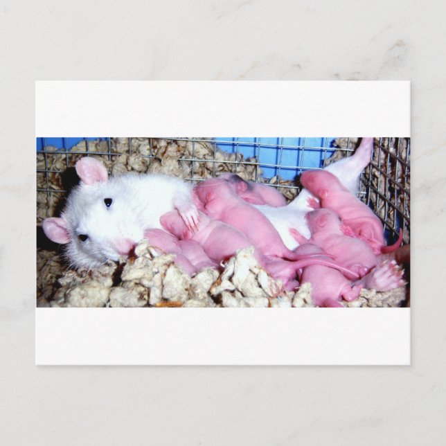 Motherhood Postcard (Front)