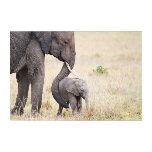 Motherly love elephant baby photo acrylic print