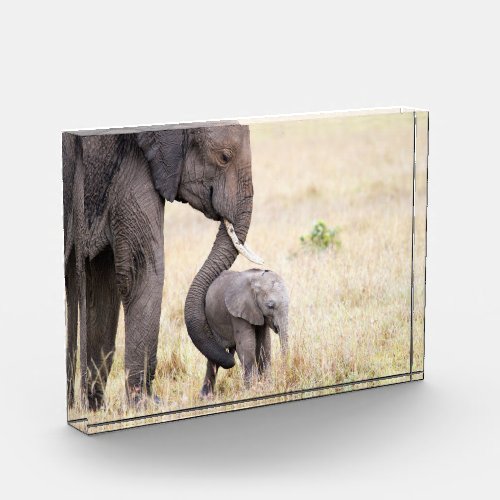 Motherly love elephant baby photo block
