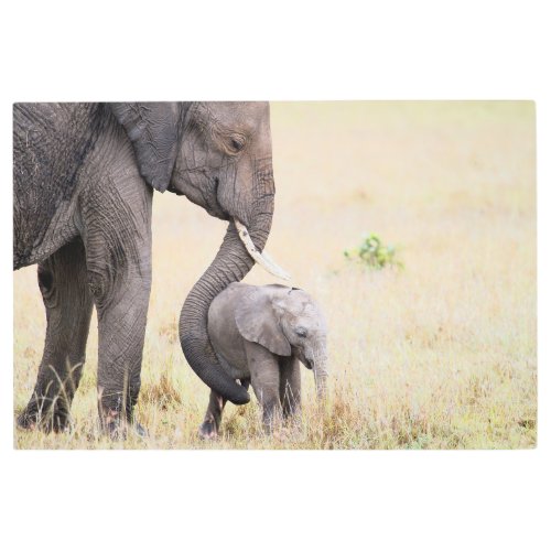 Motherly love elephant baby photo metal print