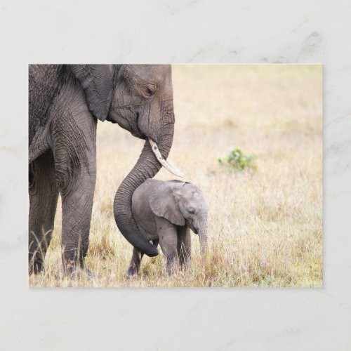 Motherly love elephant baby photo postcard
