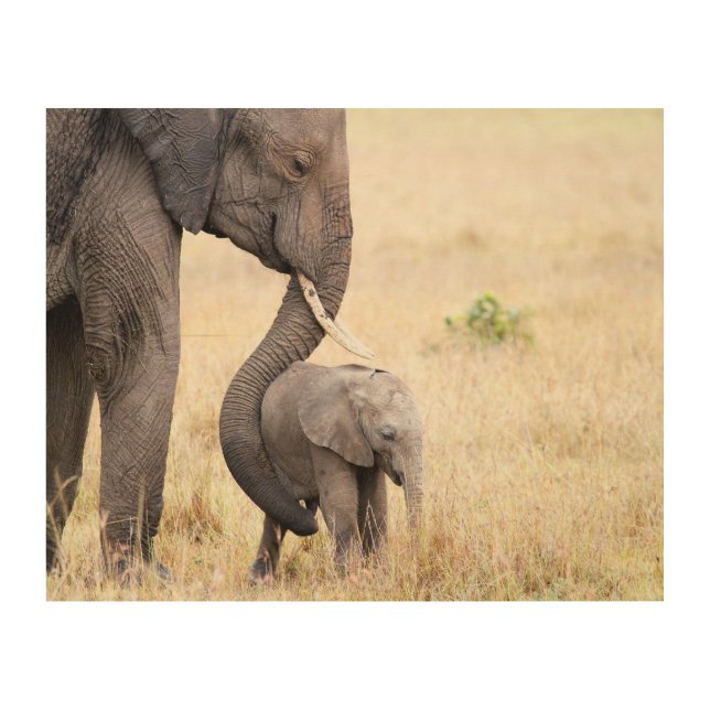 Motherly love elephant baby photo wood wall art (Front)