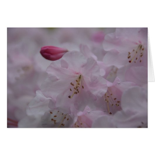 Mother's Caress Cards (Front Horizontal)