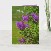 Mother's Day, beautiful flowers, lilacs, pretty