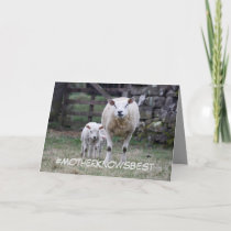 Mother's Day card featuring mother sheep and lambs