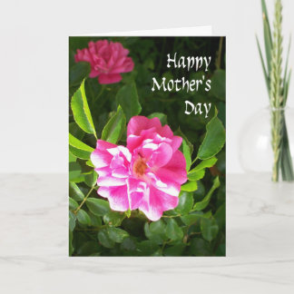 Mother's Day Card - Pink Roses