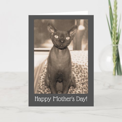 Mothers Day Cat Card  Devon Rex Vintage Photo