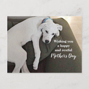 Mother's Day Cute Exhausted White Puppy Dog Holida Holiday Postcard