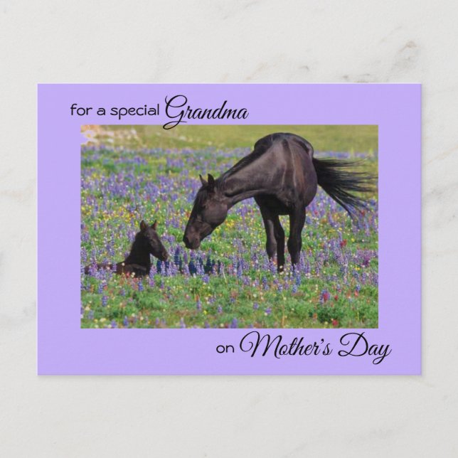 Mother's Day for Grandma Mare & Foal Photo Postcard (Front)