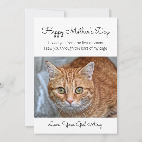 Mothers Day From Rescue Cat Holiday Card