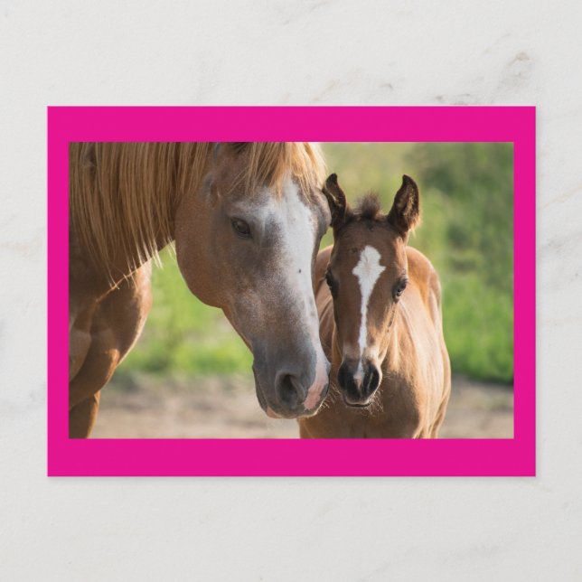 Mother's Day Horse And Colt Holiday Postcard (Front)