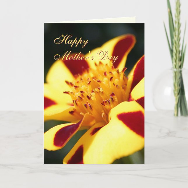 Mothers Day Jolly Jester Marigold greetings card (Front)