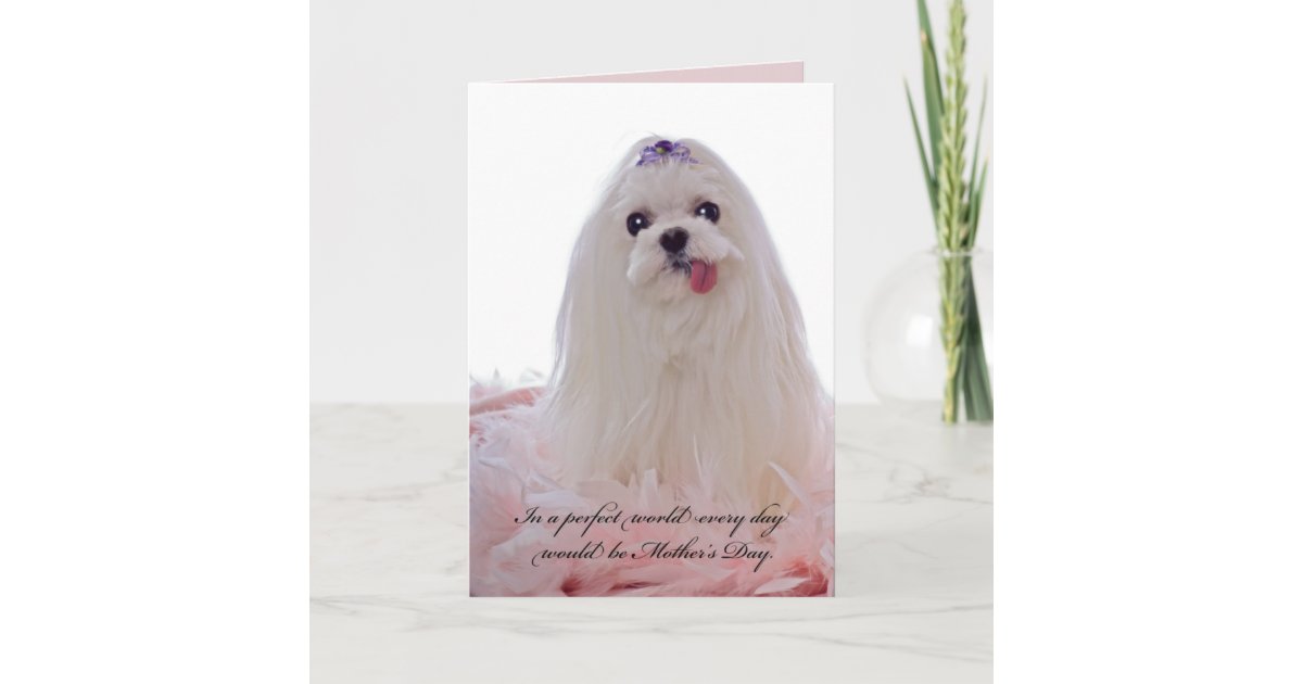 Maltese Mom Dog Mom Mothers Day Card, Maltese, Dog Mom Card, Happy Mothers  Day, Mother's Day, Pet Mom, Maltese Card, Dog Gift, Maltese Gift 